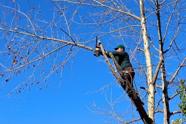 Overgrown tree canopy with dense branches before professional tree trimming and pruning service in Wildwood, MO.