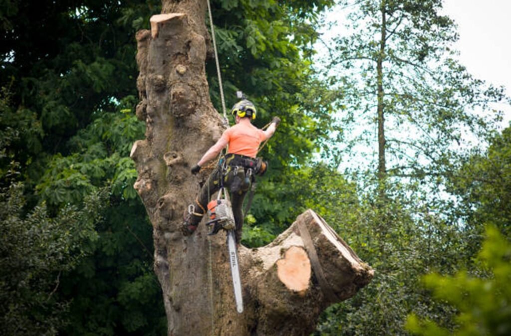 Certified arborist safely removing a large tree using climbing gear and a chainsaw during a residential tree removal project in Wildwood, MO.