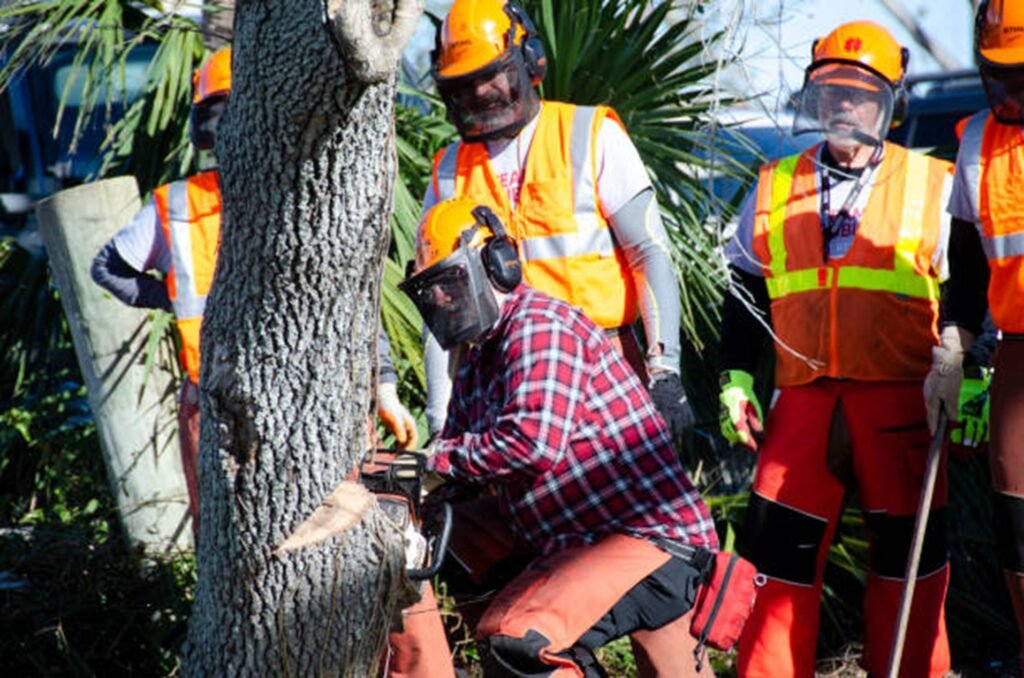Professional tree removal crew safely cutting down a residential tree using chainsaws and protective safety equipment in Wildwood, MO.