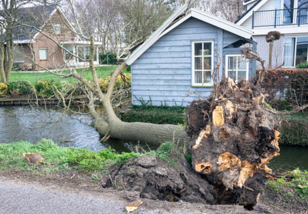 Large uprooted tree lying beside a residential property after severe storm damage, requiring professional cleanup in Wildwood, MO.