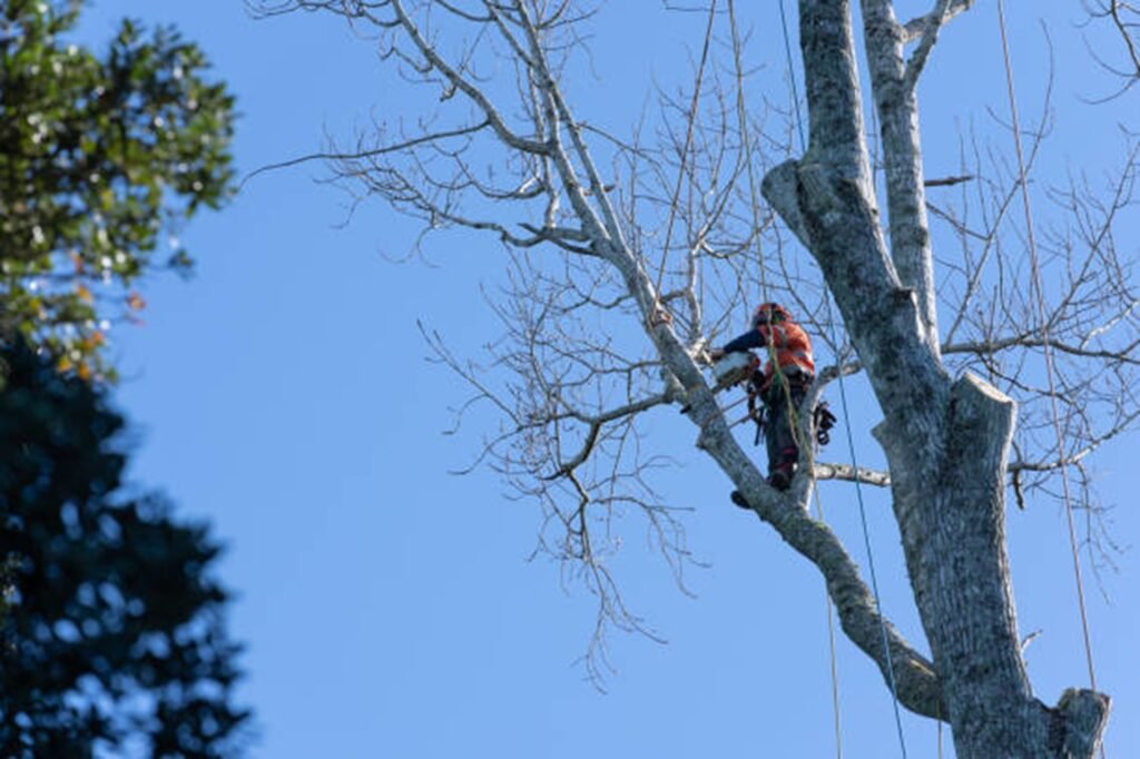 Professional arborist safely removing a large tree using climbing equipment during a residential tree removal project in Wildwood, MO.