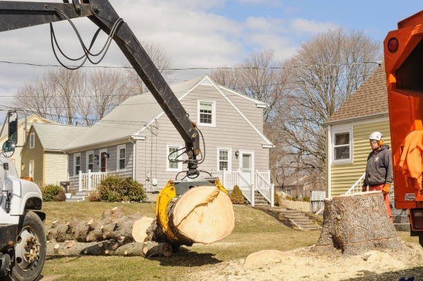 Professional emergency tree service crew cutting and removing a large fallen tree blocking a residential street in Ballwin, MO.