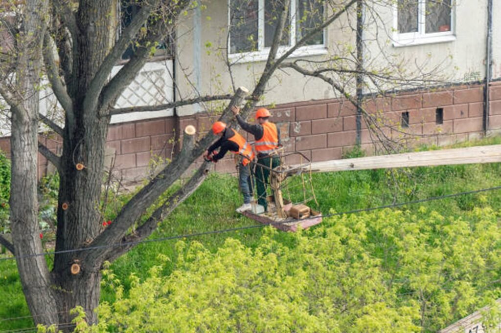 Professional tree trimming crew using an aerial lift to prune large tree branches at a residential property in Wildwood, MO.